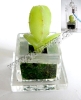 Wholesale Novelty gift.Pet plant.Mobile Phone Accessories