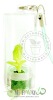 Wholesale Real mini plant.Pet plant, Promotion gift
