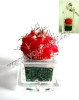 Wholesale Pet tree.Pet plant.Mini plant