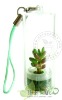 Wholesale MIni cactus,Pet tree.Mini plant