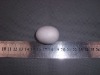 50mm styrofoam egg