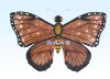 Wholesale Traditional Butterfly kite