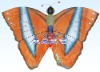 Butterfly kite