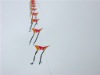 Wholesale butterfly bunch kite