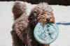 Wholesale Canine Frisbee Disk/Frisbee dog