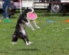 Wholesale Canine Frisbee Disk