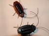 Wholesale solar toy bug
