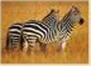Wholesale wood puzzle