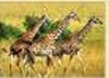 Wholesale wood puzzle
