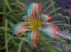Wholesale 3D art Card