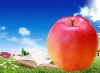 Wholesale Artificial Fruits