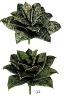 Wholesale Artificial Succulents plants