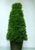 Wholesale artificial topiary tree, plastic tree, plastic potted tree, plastic plant