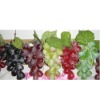 Wholesale artificial fruit