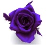 Wholesale Artificial Decorative Plants