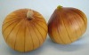Wholesale Artificial Onion Vegetable