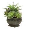 Tropical house plants