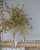 Christmas plant DF090164