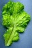 Wholesale Artificial Lettuce Vegetable