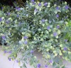 Wholesale Plastic artificial bush plant with small fruits