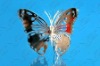 Acrylic butterfly mirror SXF-045 beautiful