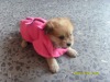 Wholesale Dog Snuggie Blanket