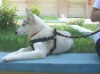 Wholesale Fashion Pet Collar and Leash for dog