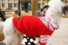 Wholesale 2011 desing pet dog clothes
