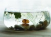 Wholesale Small order Round clear glass fish bowl