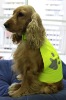 Wholesale dog reflective clothes JYI-1005