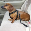 pet harness
