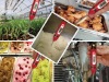 Wholesale disposable cooking Thermometer