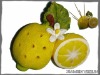Wholesale Resin Lemon Toothpick Holder