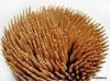 Wholesale toothpick