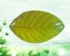Wholesale Melamine Plate in Tree Leaf Design