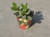Wholesale Metal garden flower bucket
