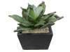Wholesale Medium-sized potted desert plants