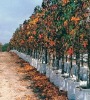 Wholesale grow bag