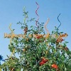 Wholesale Tomato plant spiral support stakes