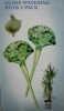 Wholesale GLASS WATER BULB TORTOISE SHAPE