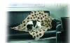 pet mat