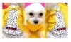 Wholesale best quality pet products dog
