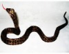 toys simulation, furry animal toy, toy model animals