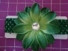 5" Tropical lily flower /Hair flower/Hair accessory JYF00037