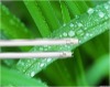 Wholesale T5 CL 22W Fluorescent light