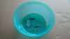 Wholesale Round household plastic wash basin