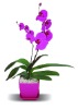 Small square flower pot