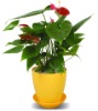 Wholesale Small round flower pot