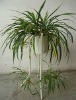 Wholesale Flower Pot