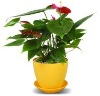 Wholesale Round flower pot